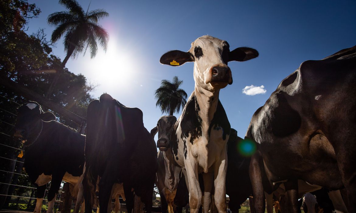 Pecuária leiteira, Gado de leite, Ordenha, Armazenamento de leite