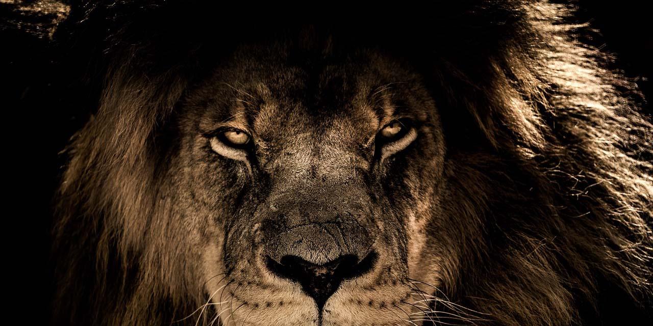 african-lion-2888519_1280
