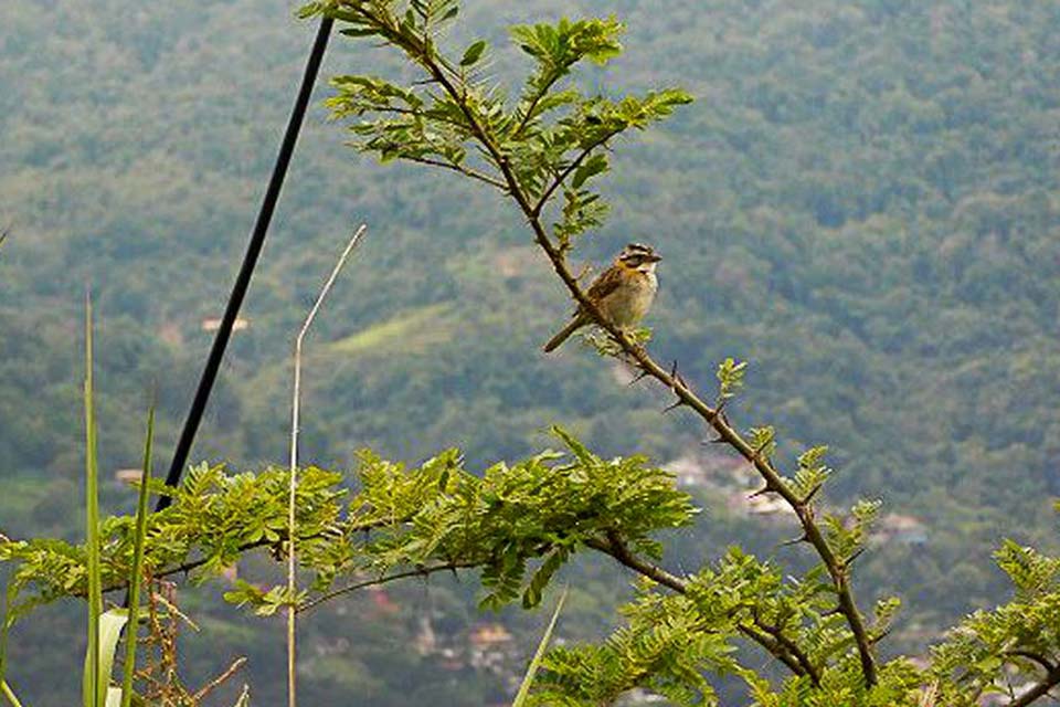 Recuperação mata atlântica/ fauna/ flora