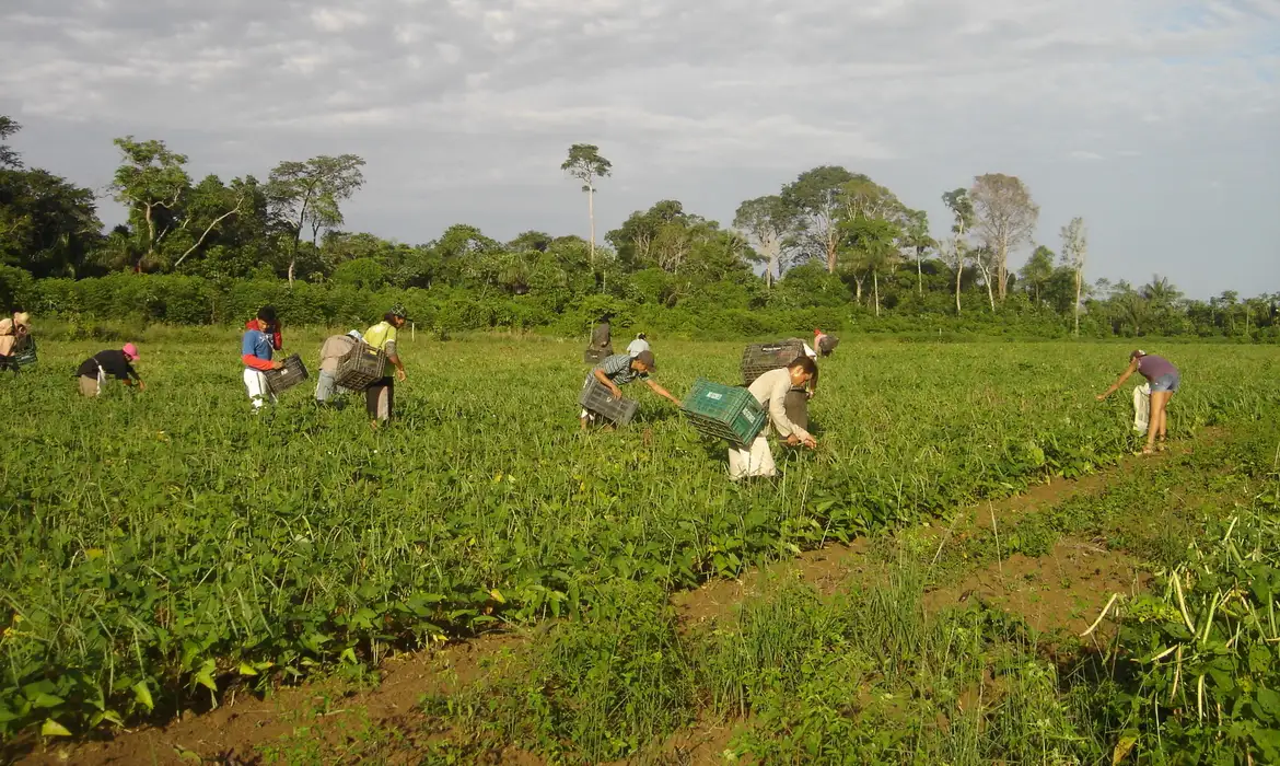 agricultores_familiares_colhem_feijao-caupi_-_emanuel_cavalcante_-_embrapa_amapa