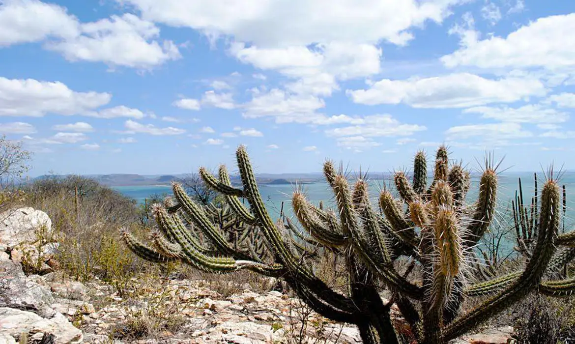 caatinga20220429_0039